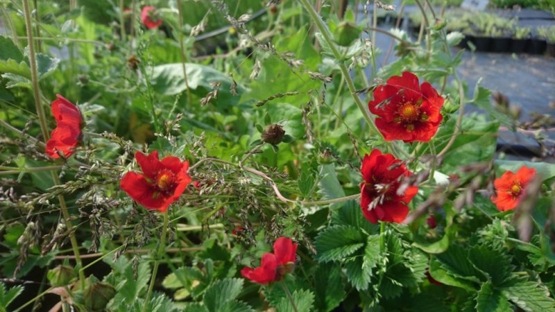 Potentilla atrosanguinea 'Red' Veripunane maran